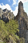 Monte Cancervo ad anello dalla Pianca sui sentieri CAI 102-130-131 il 1 maggio 2019 - FOTOGALLERY